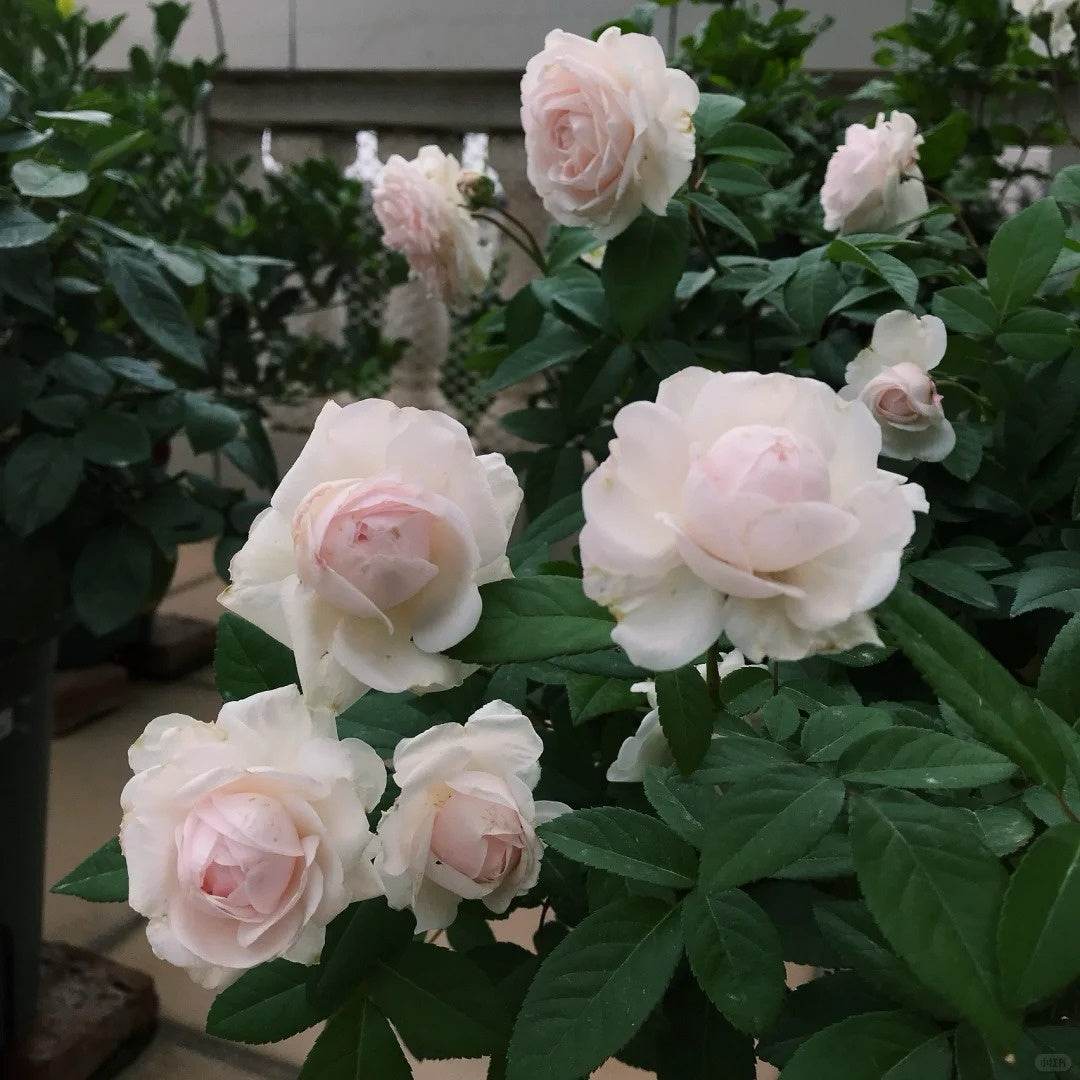 Clothilde Souper Rose