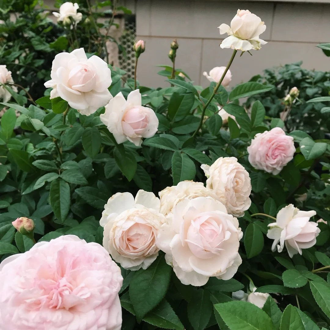 Clothilde Souper Rose