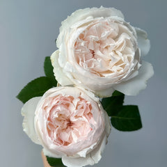 Cocotte Rose