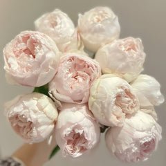 Cocotte Rose