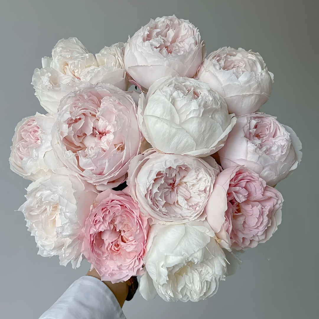 Cocotte Rose