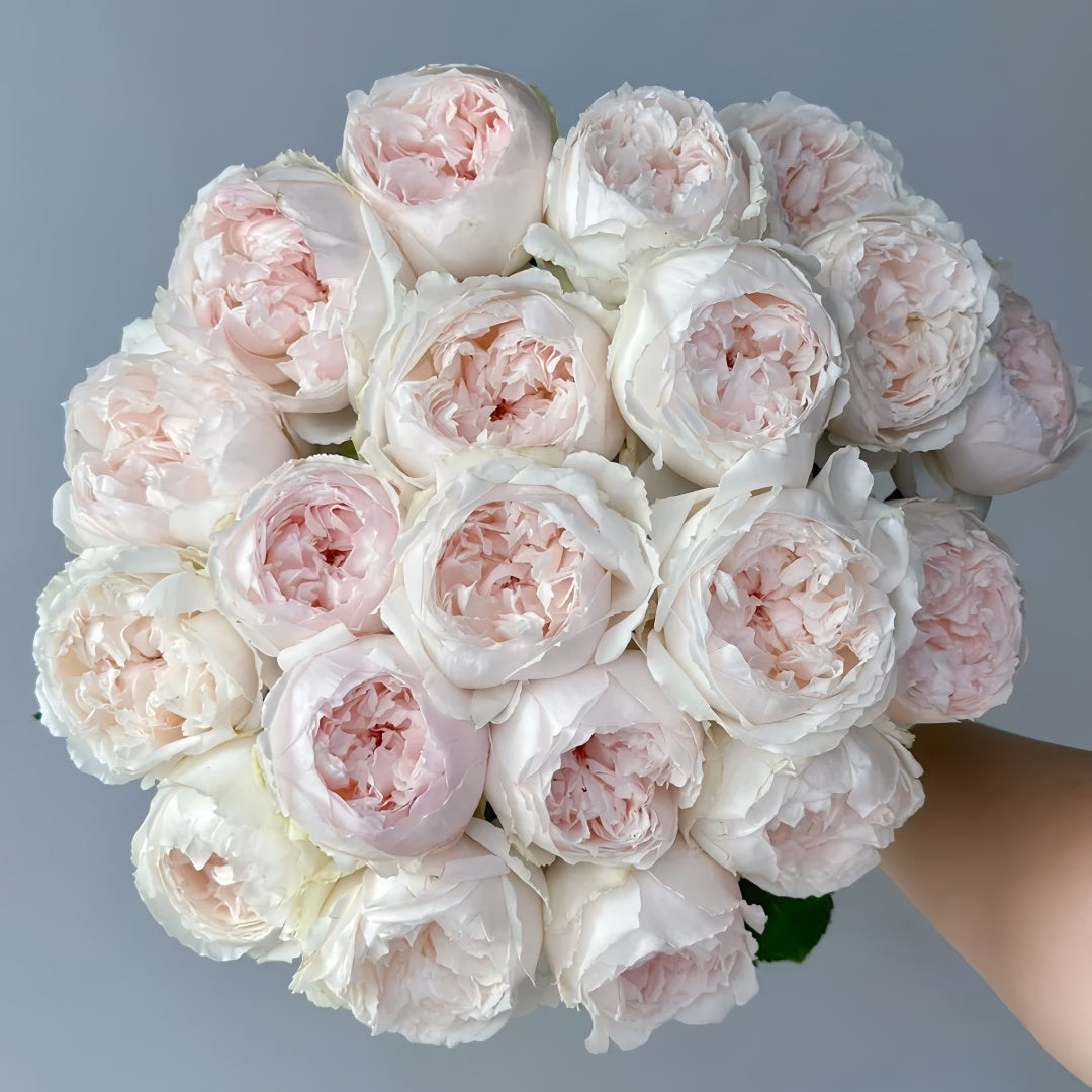 Cocotte Rose