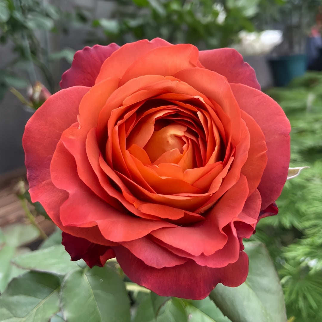Copffee Break Roses Coffee break Rose-咖啡时间|Germany Cut Rose – Ergongzy Roses