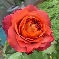 Coffee break Rose
