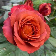 Coffee break Rose