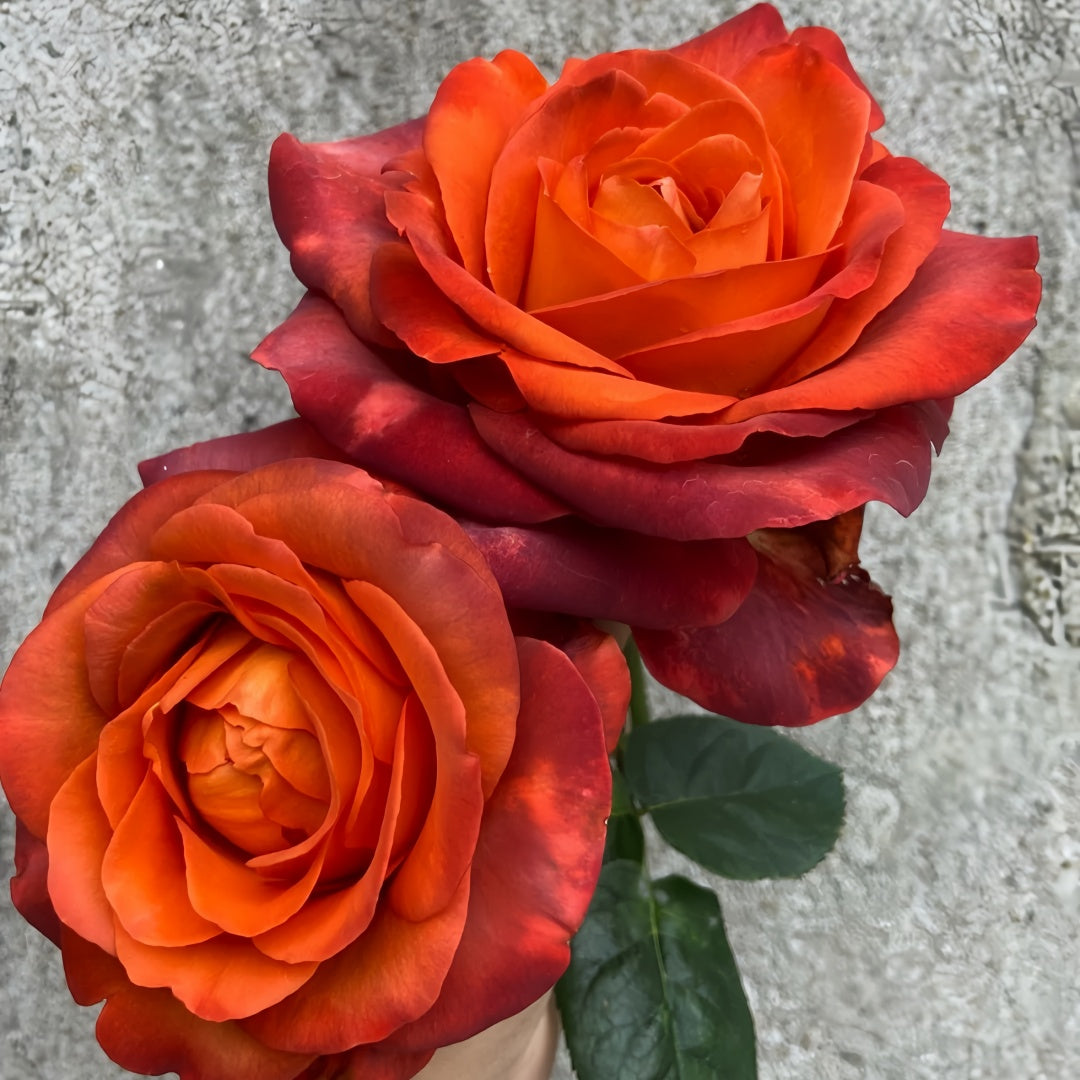 Coffee break Rose