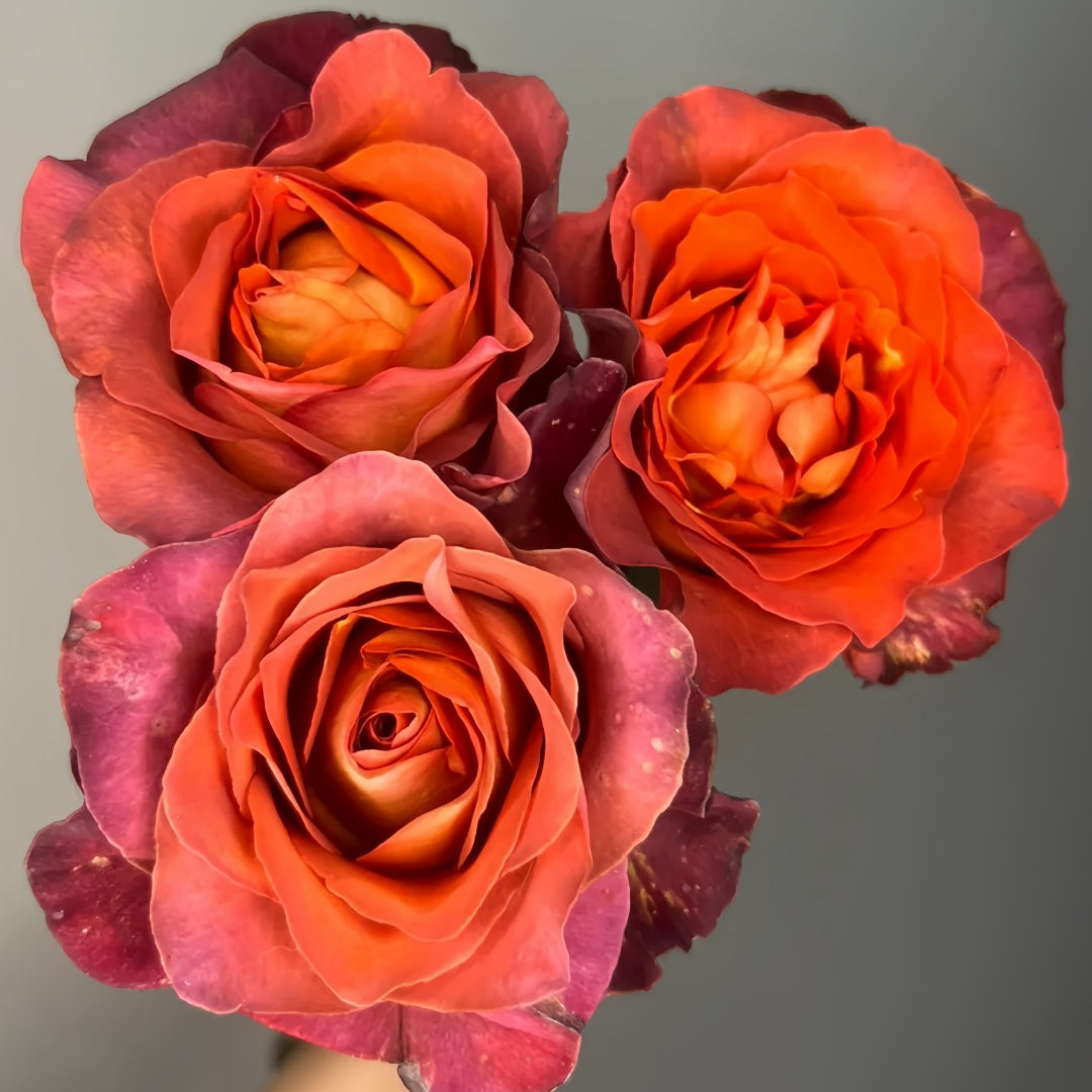 Coffee break Rose