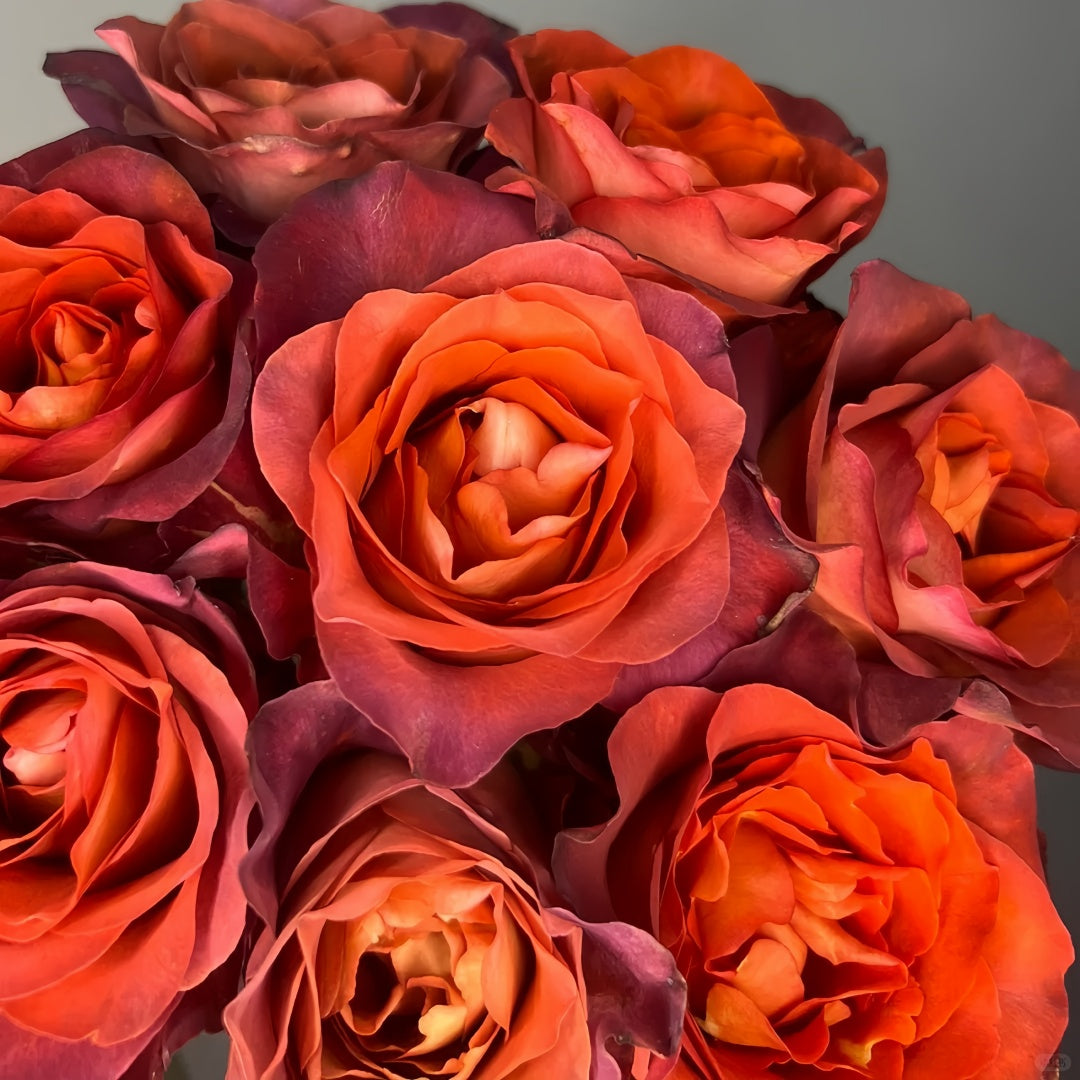 Coffee break Rose