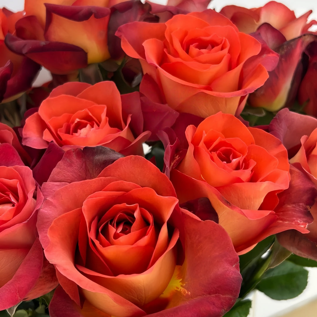 Coffee break Rose