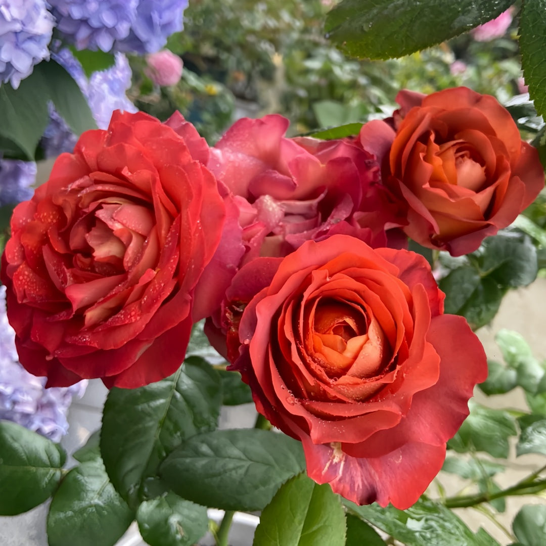 Coffee break Rose