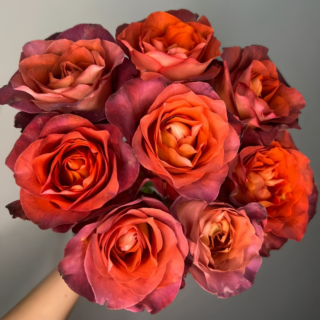 Coffee break Rose