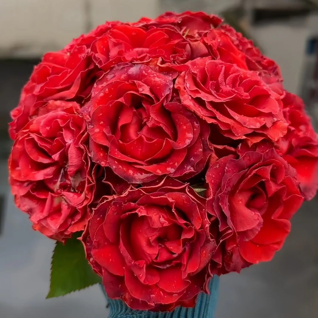 On Sale Roses – Ergongzy Roses