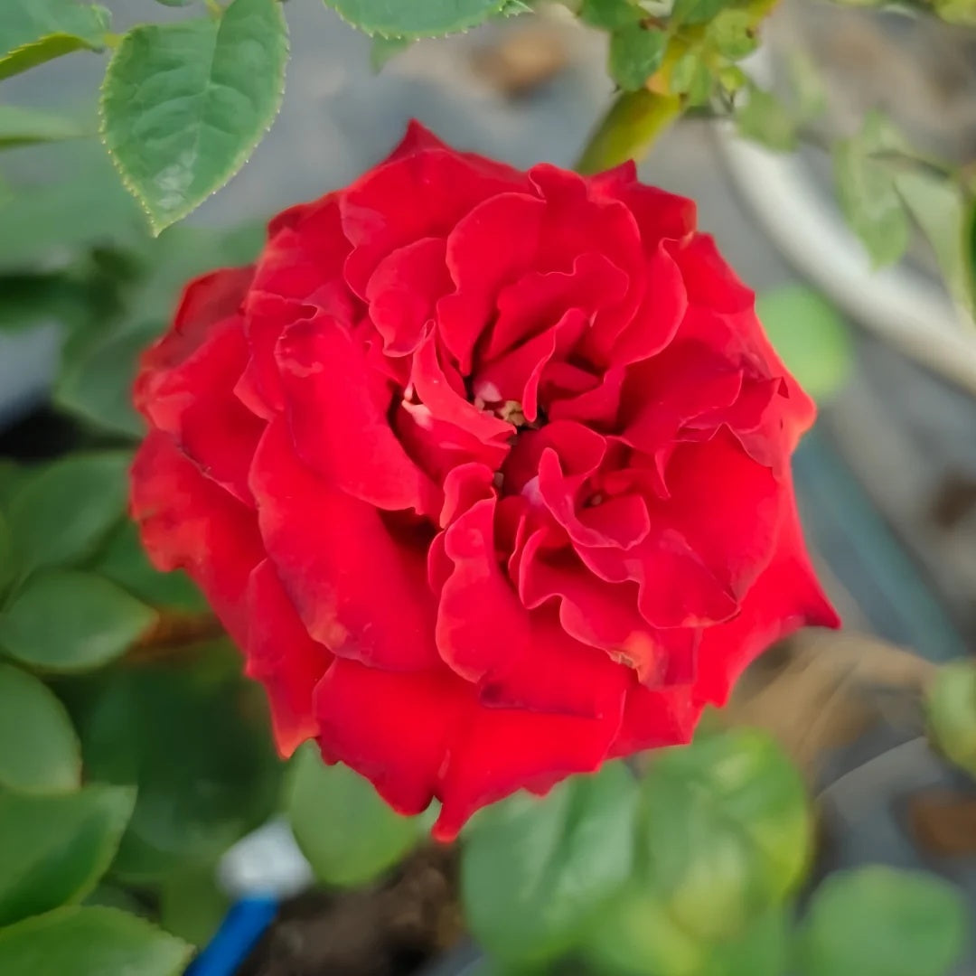 Cola Rose