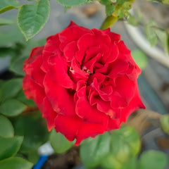Cola Rose