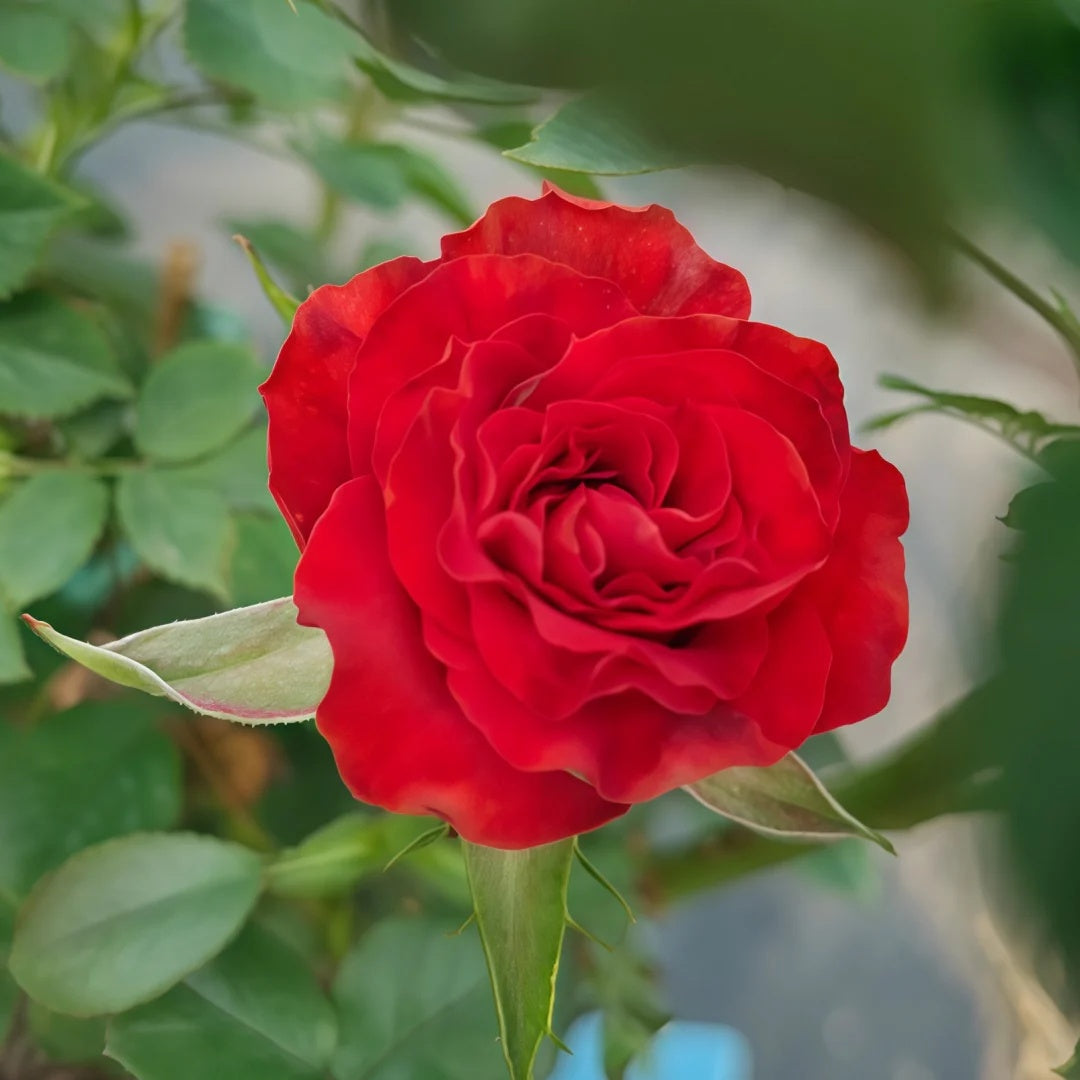 Cola Rose