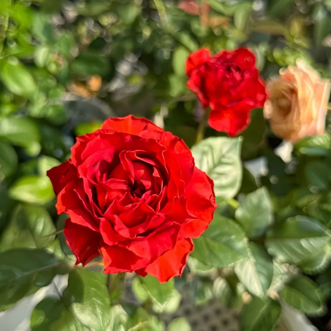 Cola Rose