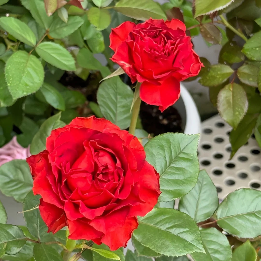 Cola Rose