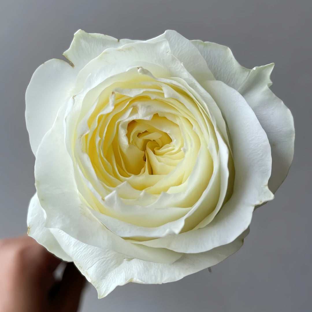 Coldplay Rose