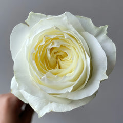 Coldplay Rose