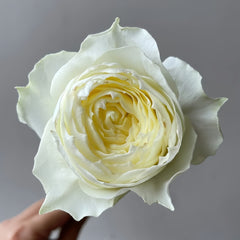Coldplay Rose