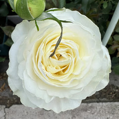 Coldplay Rose