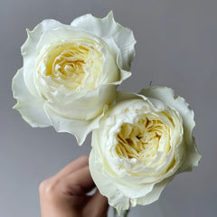 Coldplay Rose