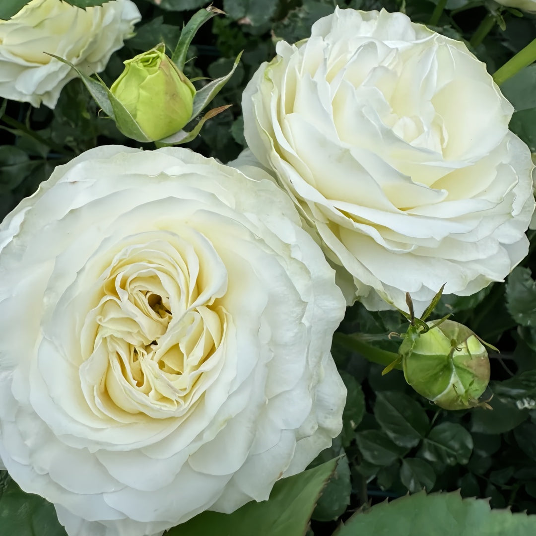 Coldplay Rose