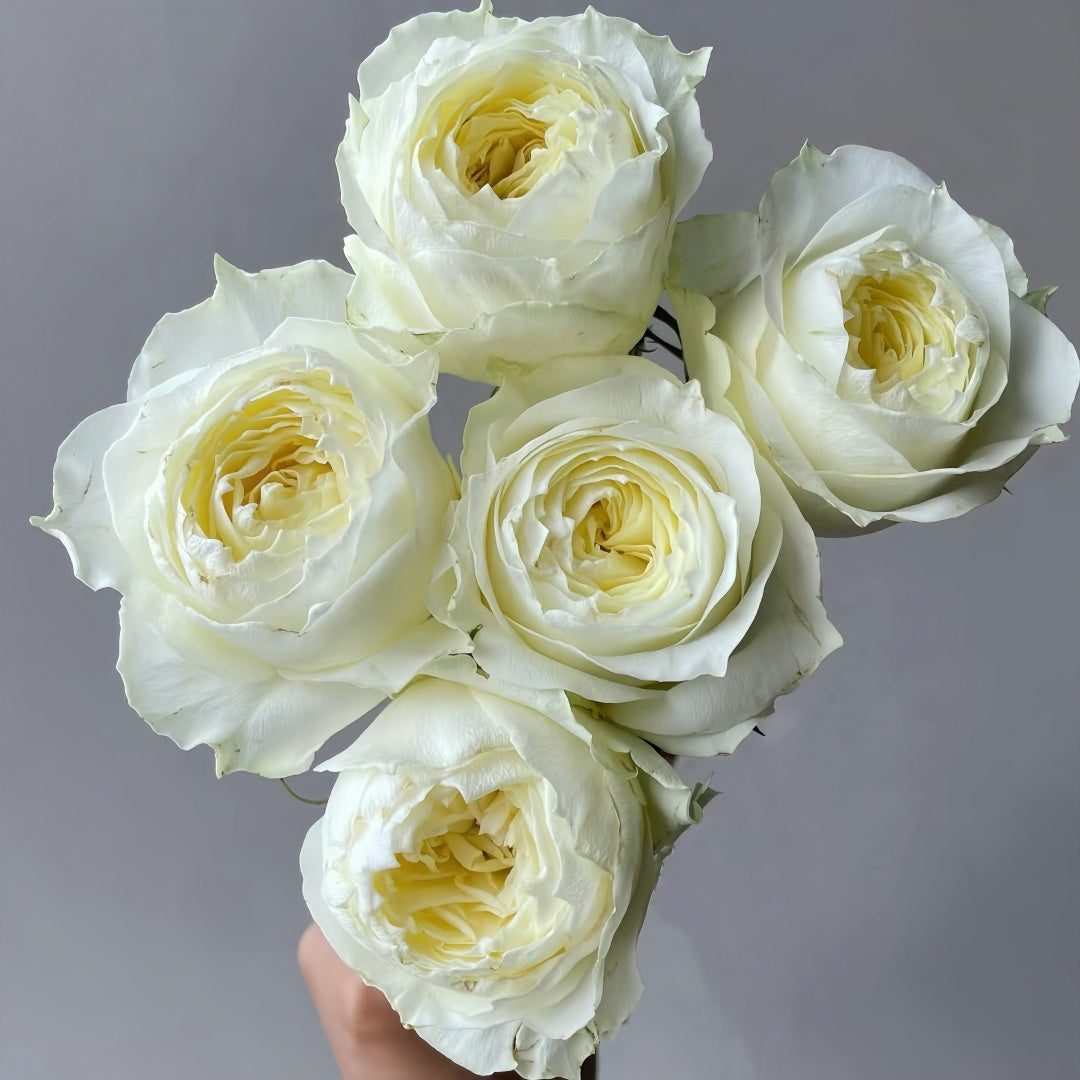 Coldplay Rose