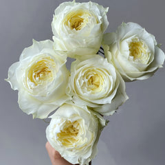 Coldplay Rose