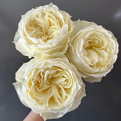 Coldplay Rose