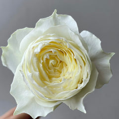 Coldplay Rose
