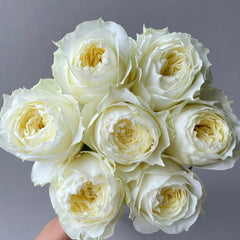 Coldplay Rose