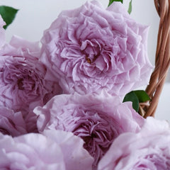 Colin Craven Rose