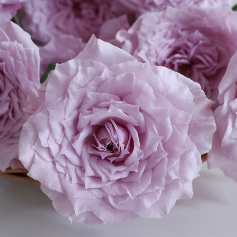 Colin Craven Rose