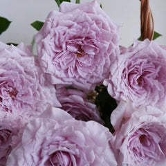 Colin Craven Rose