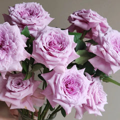 Colin Craven Rose