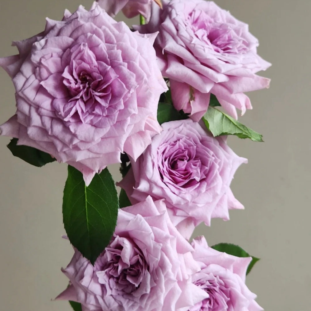 Colin Craven Rose
