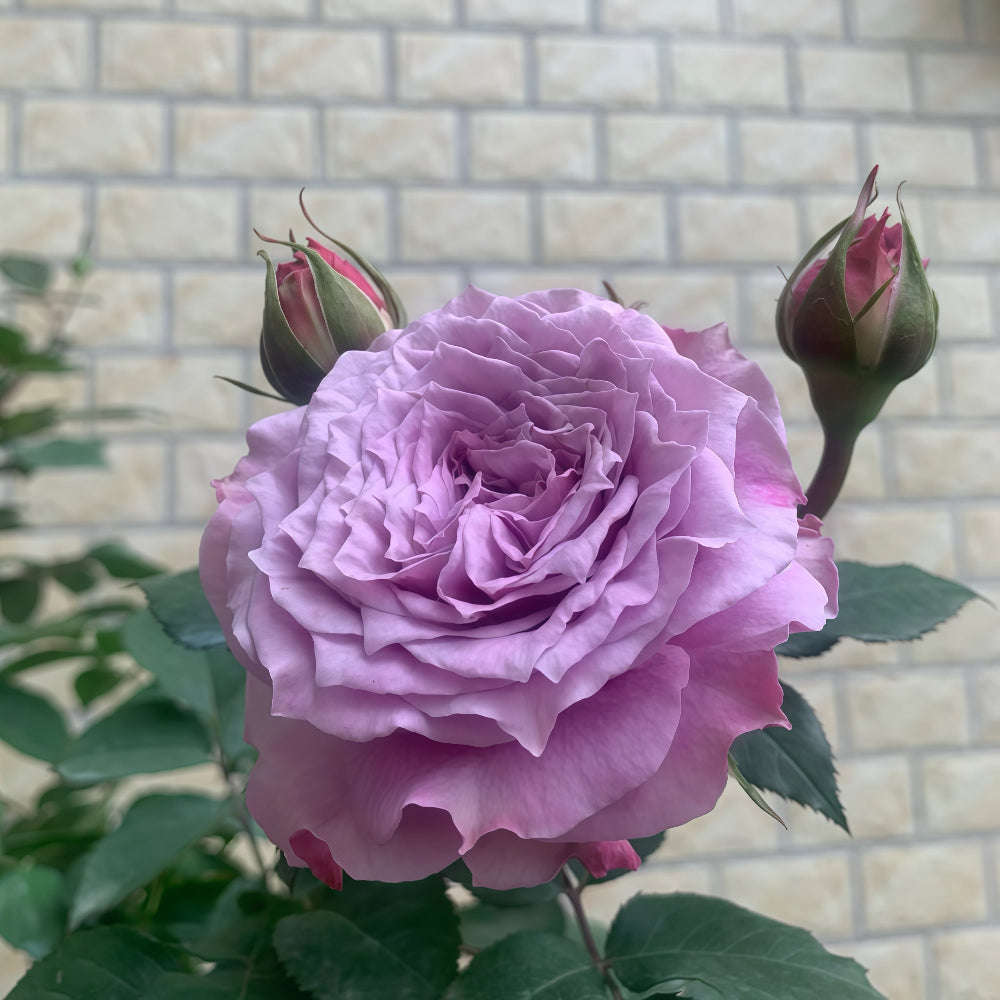 Colin Craven Rose
