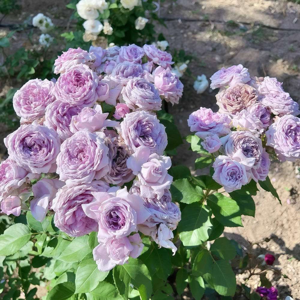 Colin Craven Rose