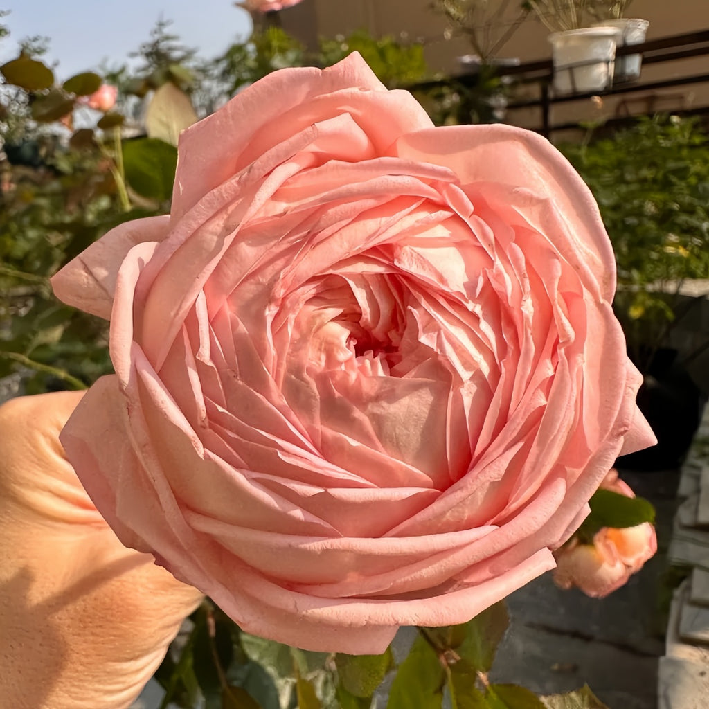 Confiture Rose-果酱｜Japanese Shrub Rose – Ergongzy Roses