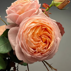 Confiture Rose