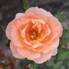 Confiture Rose