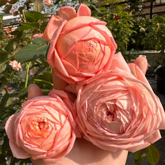 Confiture Rose