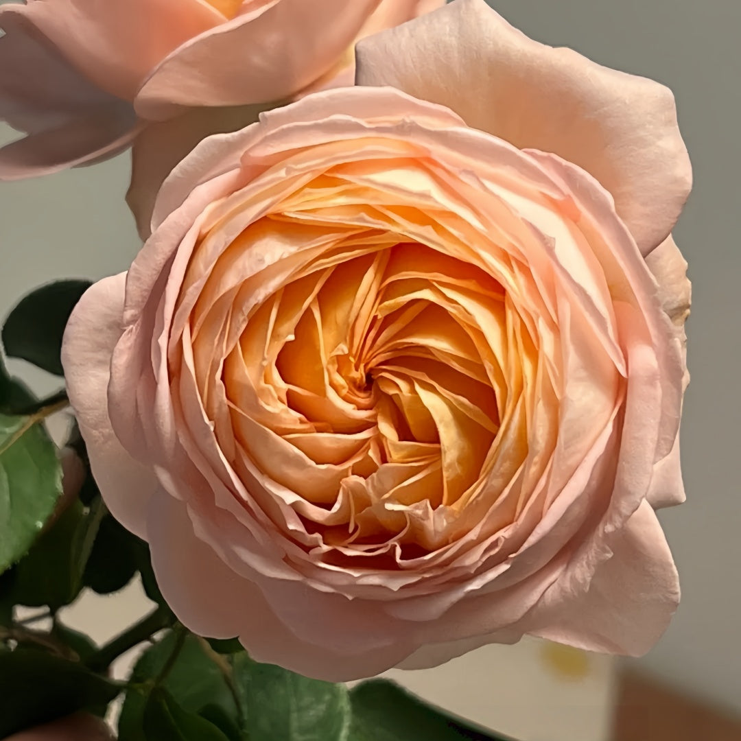 Confiture Rose