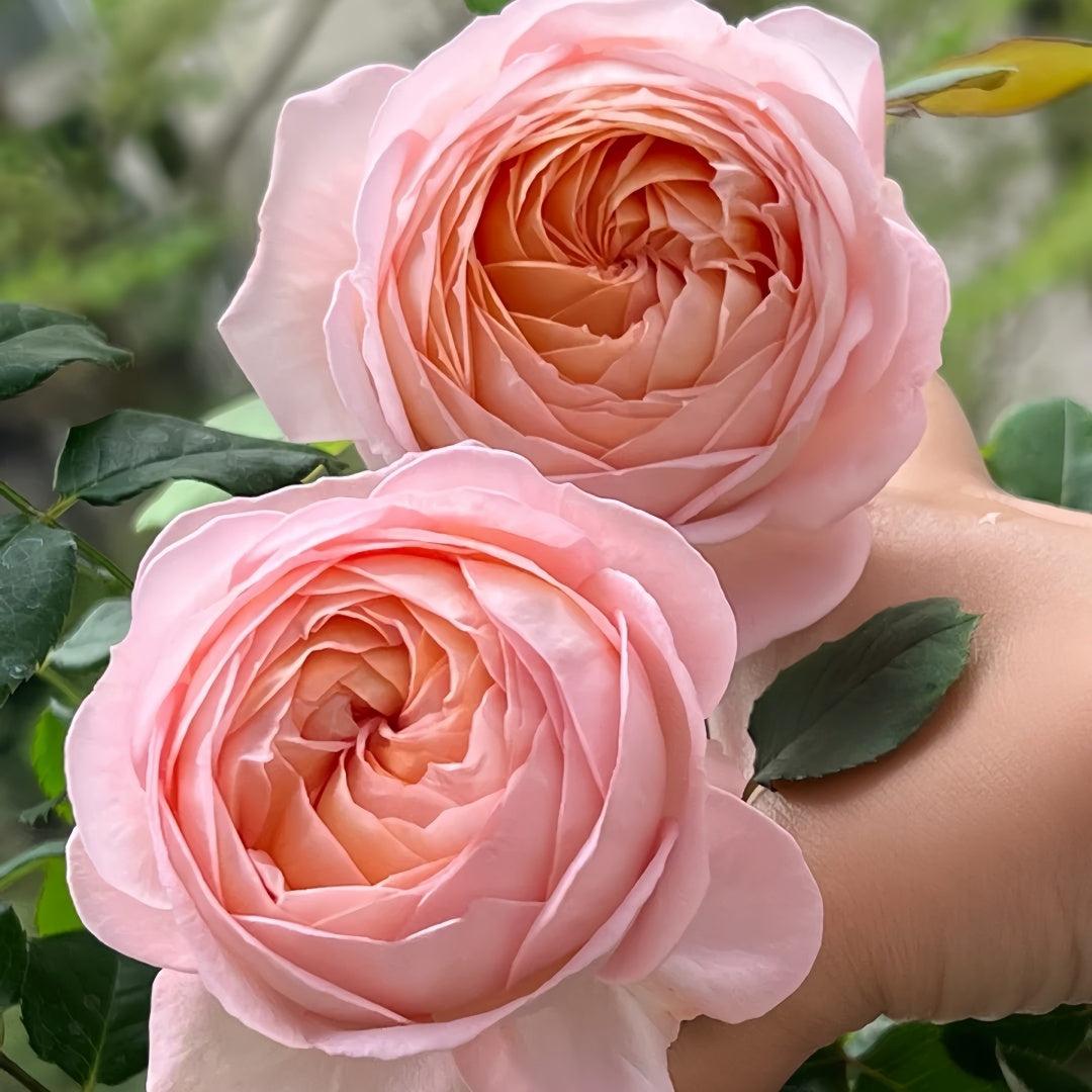 Confiture Rose
