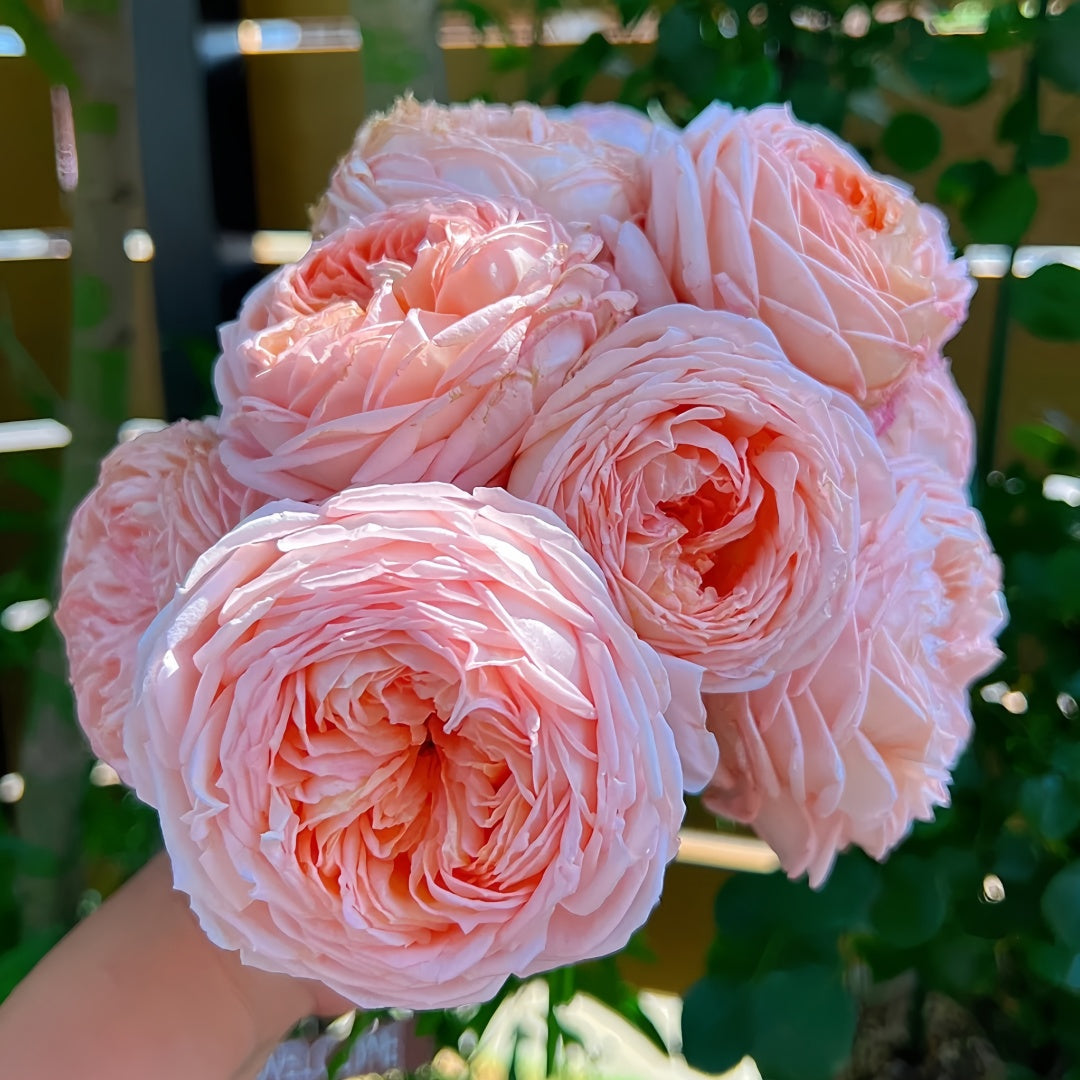 Confiture Rose