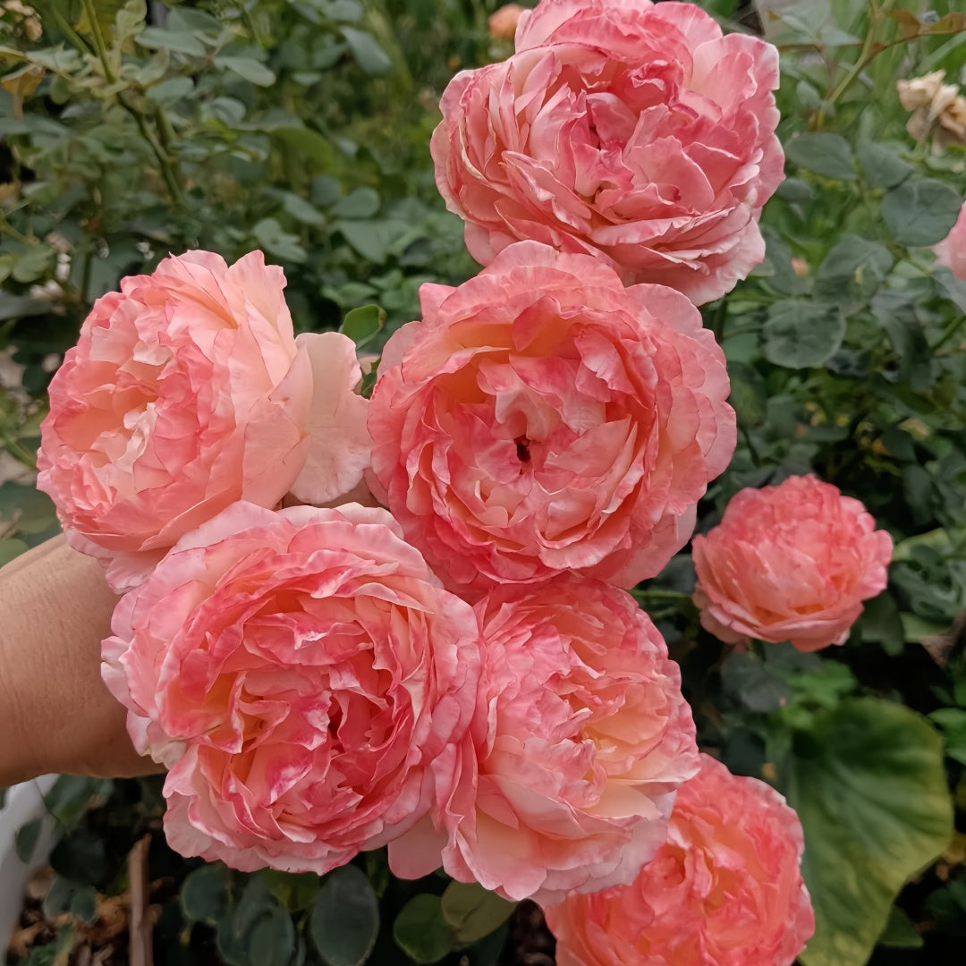 Confiture Rose