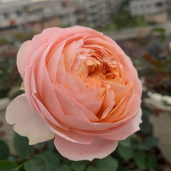 Confiture Rose