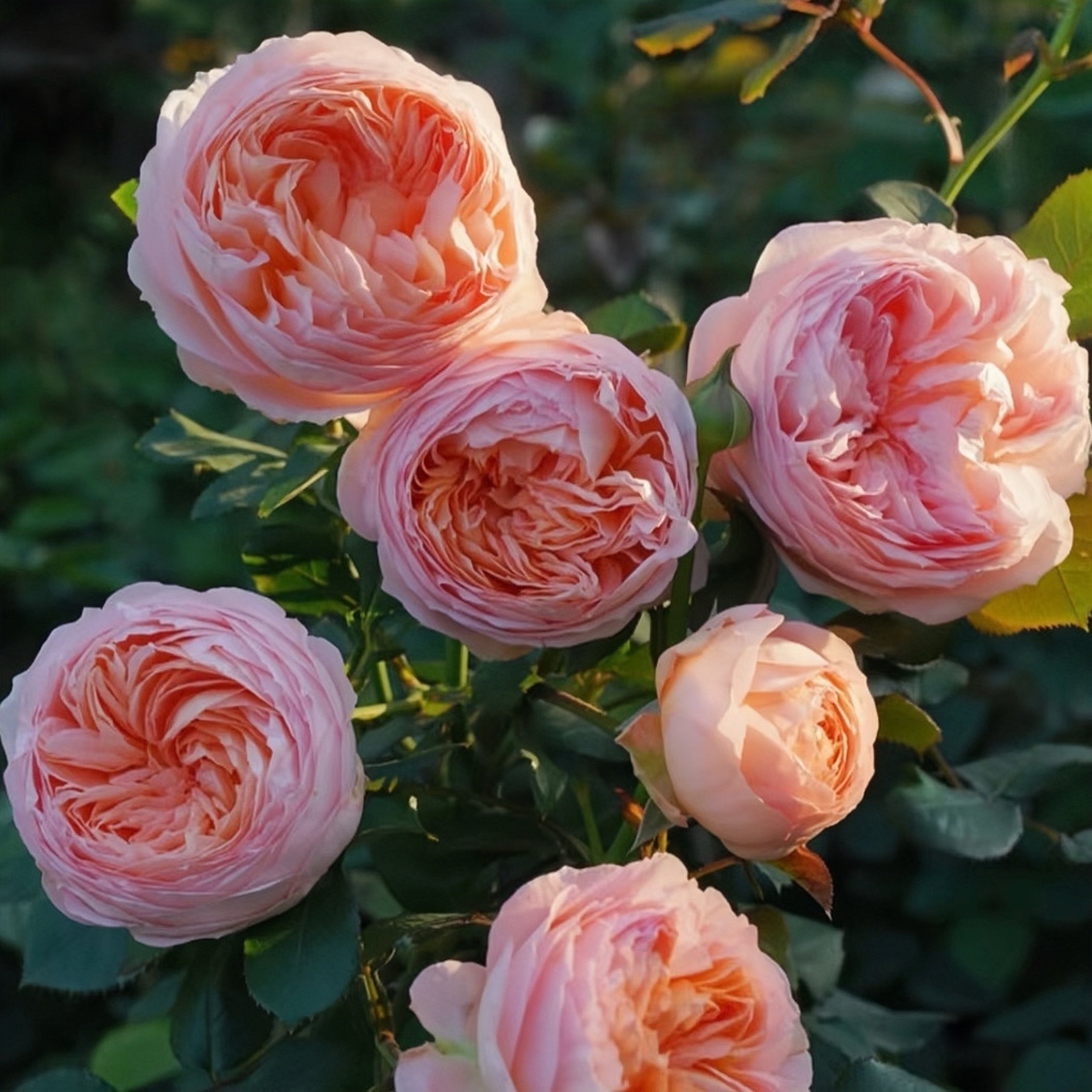 Confiture Rose