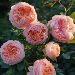 Confiture Rose